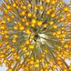 Кругла флористична бра у вигляді квітки LE30422 5xG9 40x40см Сатін Wb 5064 SN фото в дизайні інтер'єру, фото наживо 3/5