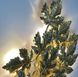 Світильник у флористичних мотивах з фактурного листя LE26397 5xG9 45x60x8см Золото WB 5034-600-4P фото в дизайні інтер'єру, фото наживо 3/7